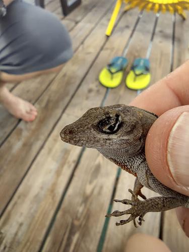 belize2022_brownanole.jpg
