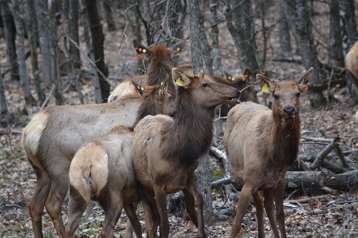 Elk MAIN PHOTO