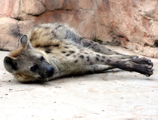 Hyenas other animals come to Irvine Park Zoo