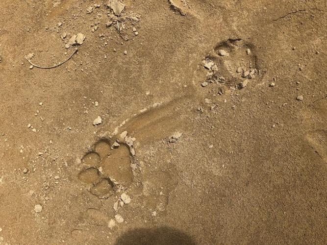 belize2022_jaguartracks.jpg