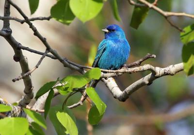 Indigo bunting