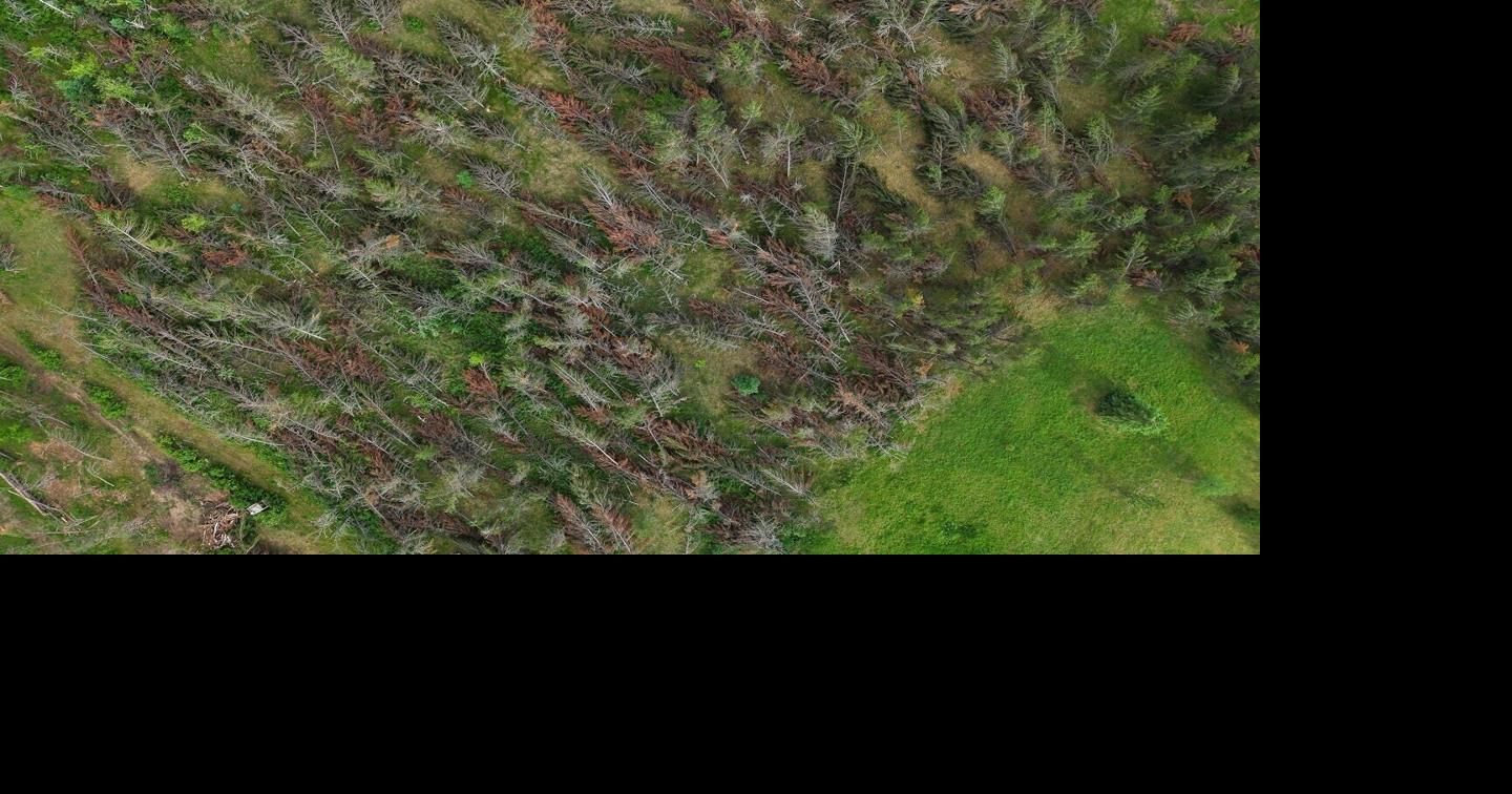 A year ago, Bemidji lost millions of trees to a derecho. It's now at high risk for wildfires.