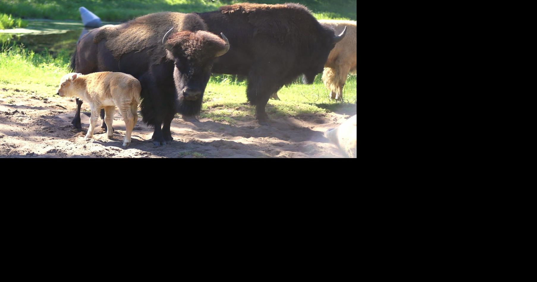 Bison calf born at Irvine Park