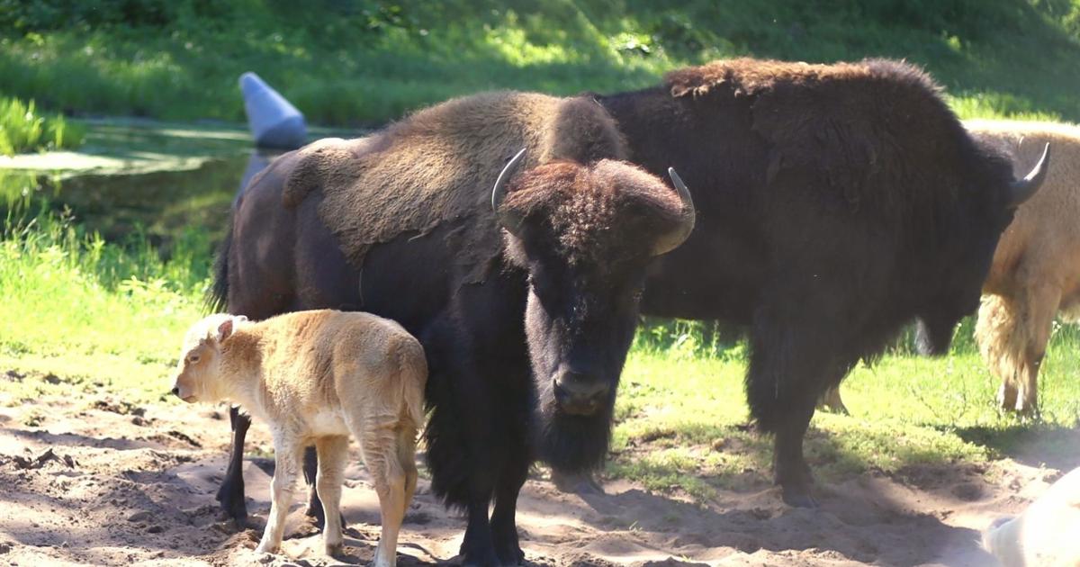 Bison Cal Bison calf born at Irvine Park