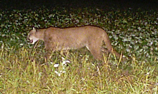Cougar on camera