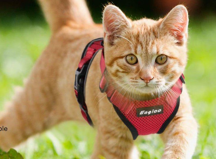 Eagloo cat harness best sale