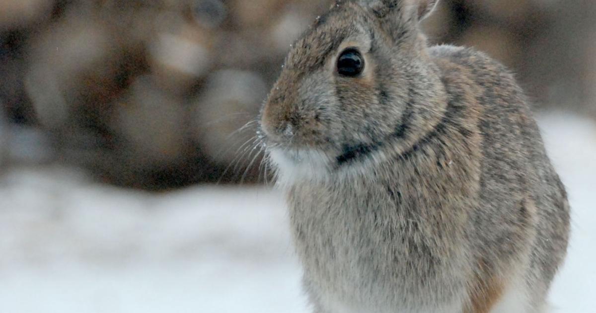 Wascally Rabbit 'Wascally wabbits'