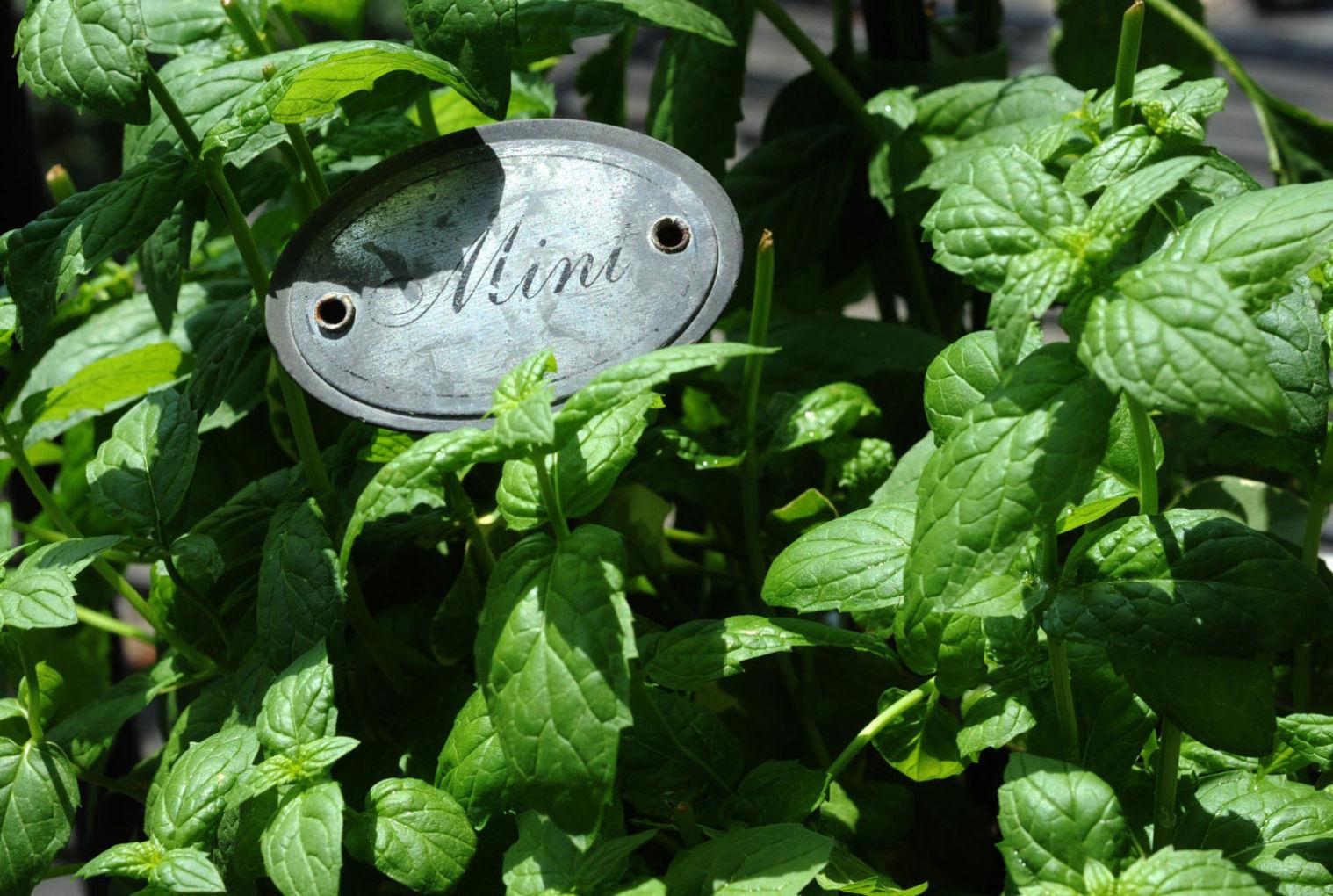 If it smells like mint...