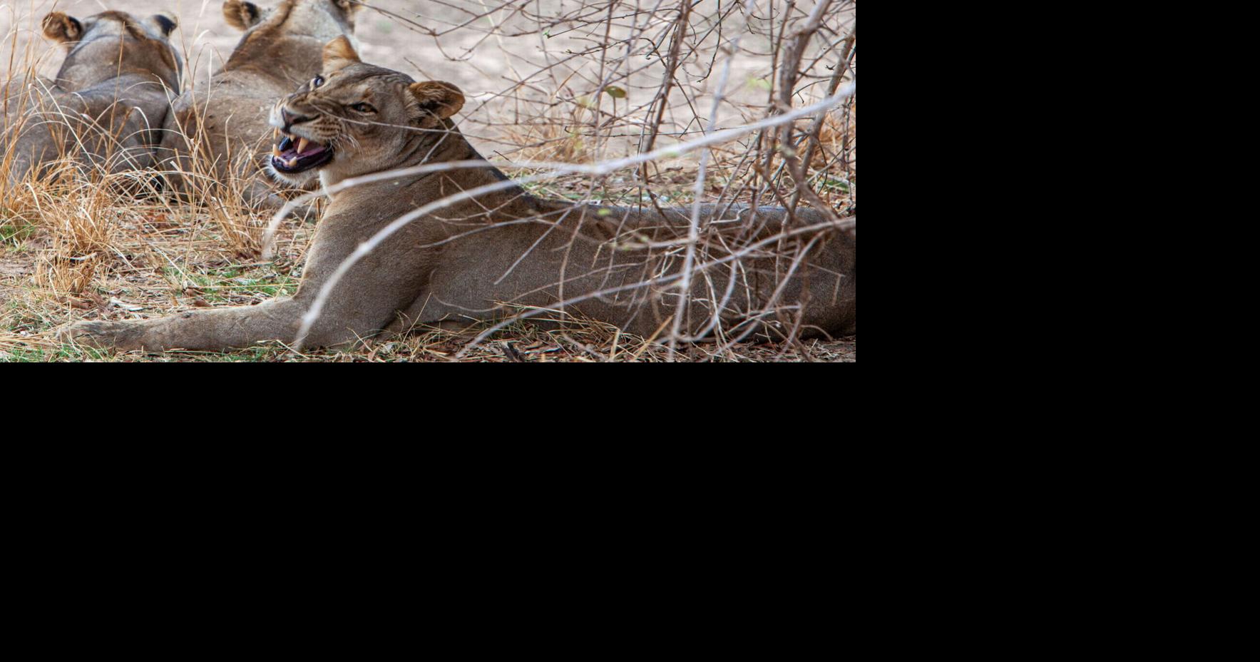 Sandstone wildcat sanctuary saves a Ukrainian lion — twice