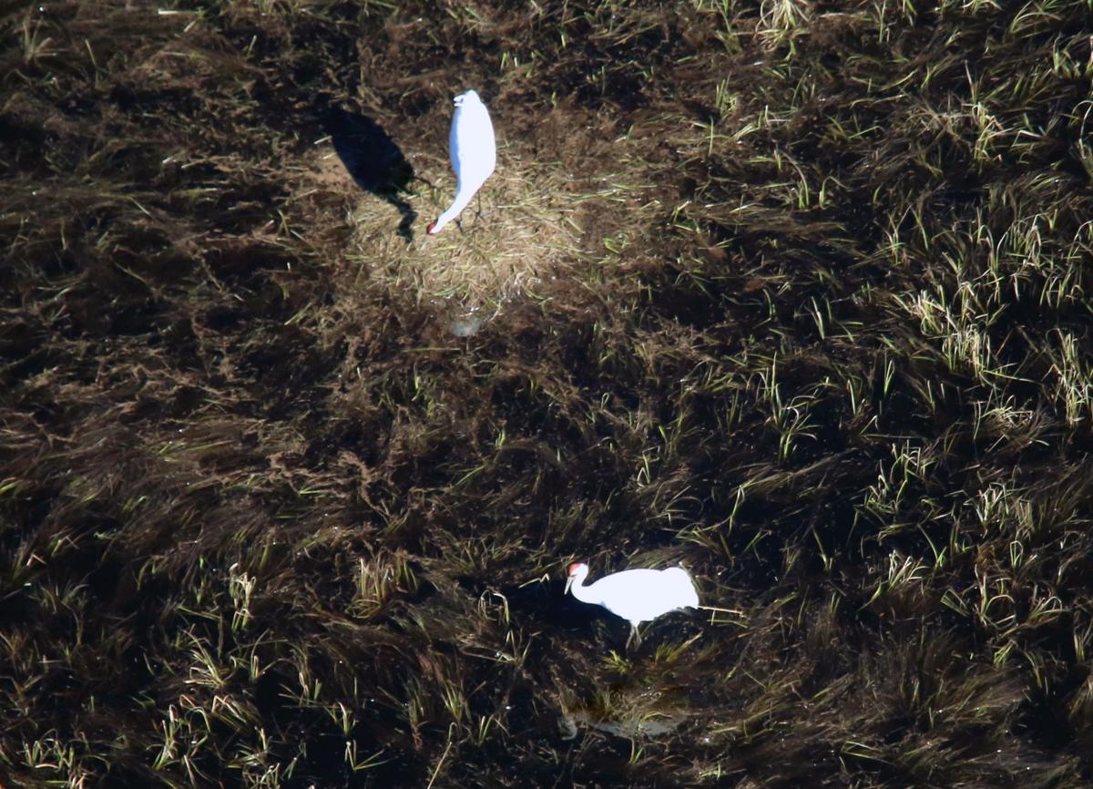 Whooping Cranes achieve two important nesting milestones