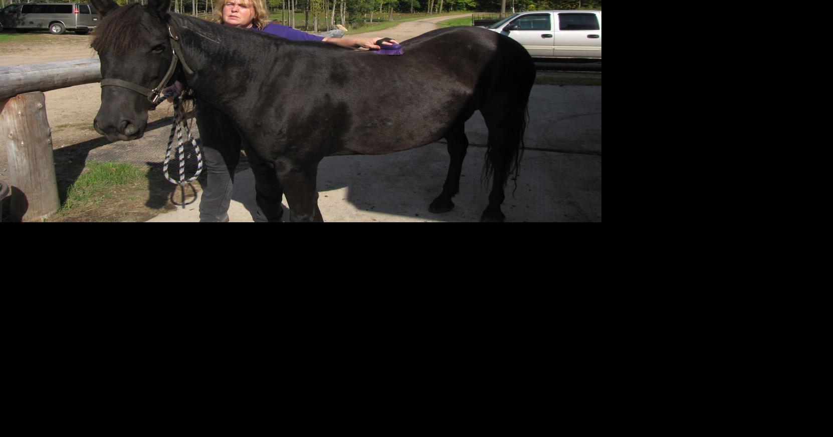 Horse rescue operation opens near Cornell