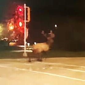 Looking for love, lost elk causes stir in southern Wisconsin - Vimarsana News