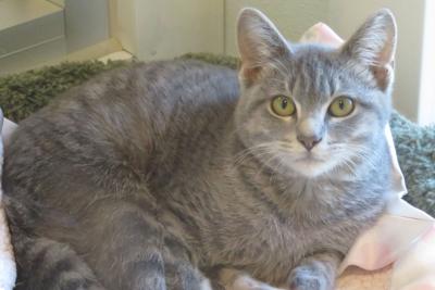 Pet of the week