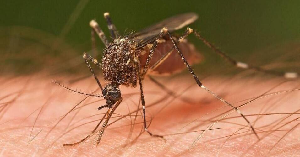 You're not imagining it. There are fewer mosquitoes in Minnesota this summer.