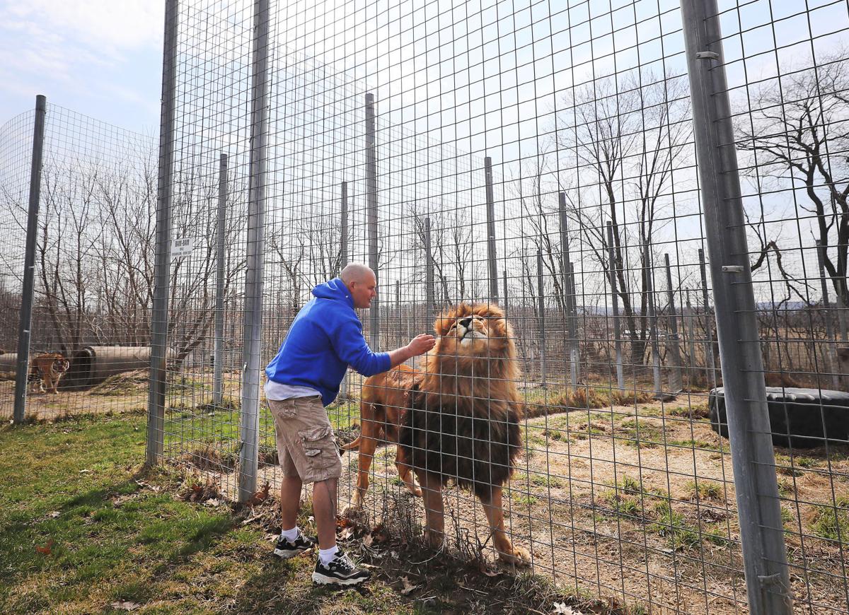 No Tiger King drama at Wisconsin Big Cat Rescue in Rock Springs State