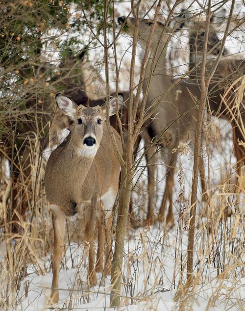 Wisconsin to launch deer predator study State & Regional
