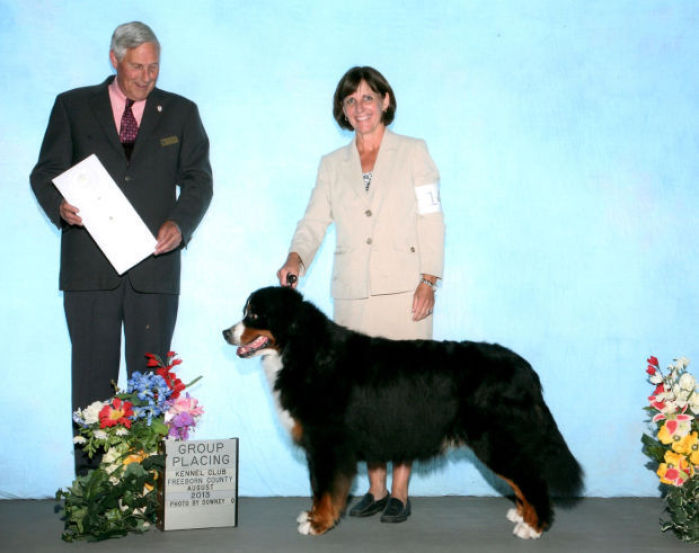champion bernese mountain dog