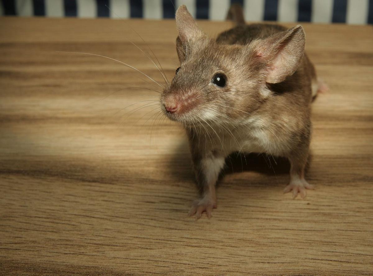 Mice Problems
