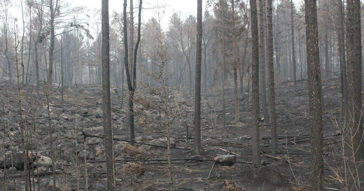 Minnesota's wildfire season is changing. The Boundary Waters fires show how.