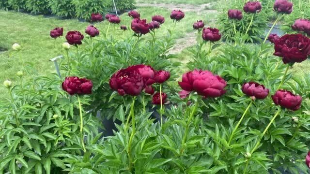 Wisconsin Arts Peony Festival returns for 2022