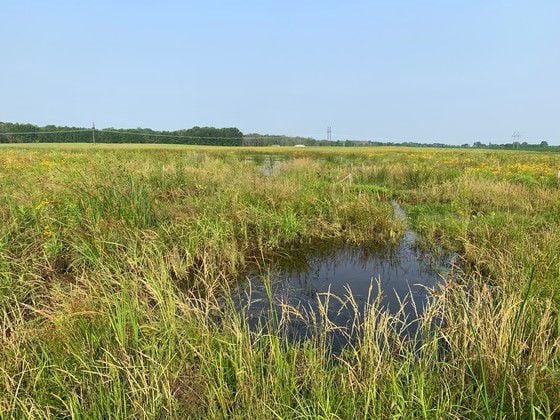 Wetlands