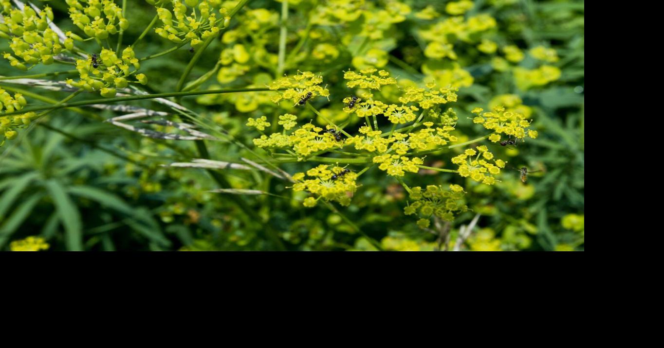 Wild parsnip causes uncomfortable skin rashes - Healthful Hints