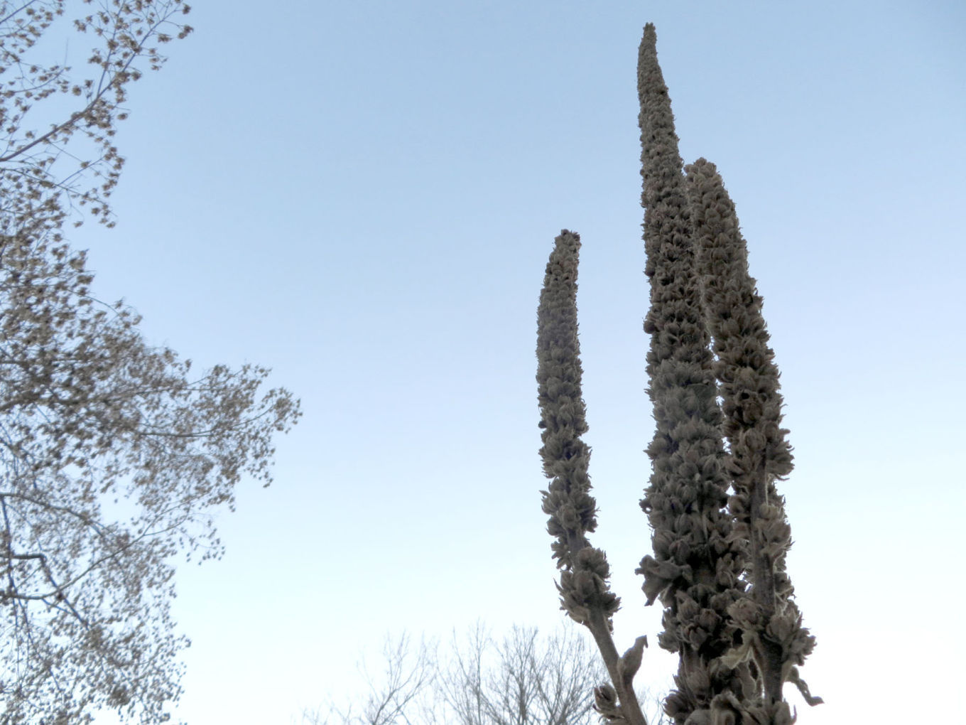 Magical Mullein