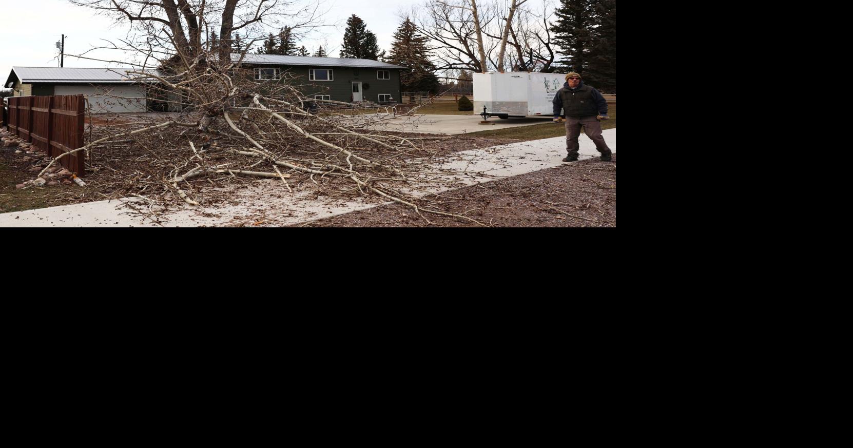 Wind topples trees
