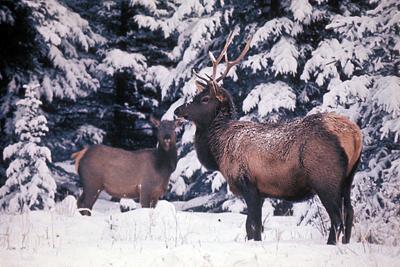 Hearty Animals Use Different Tactics For Cold Regional News