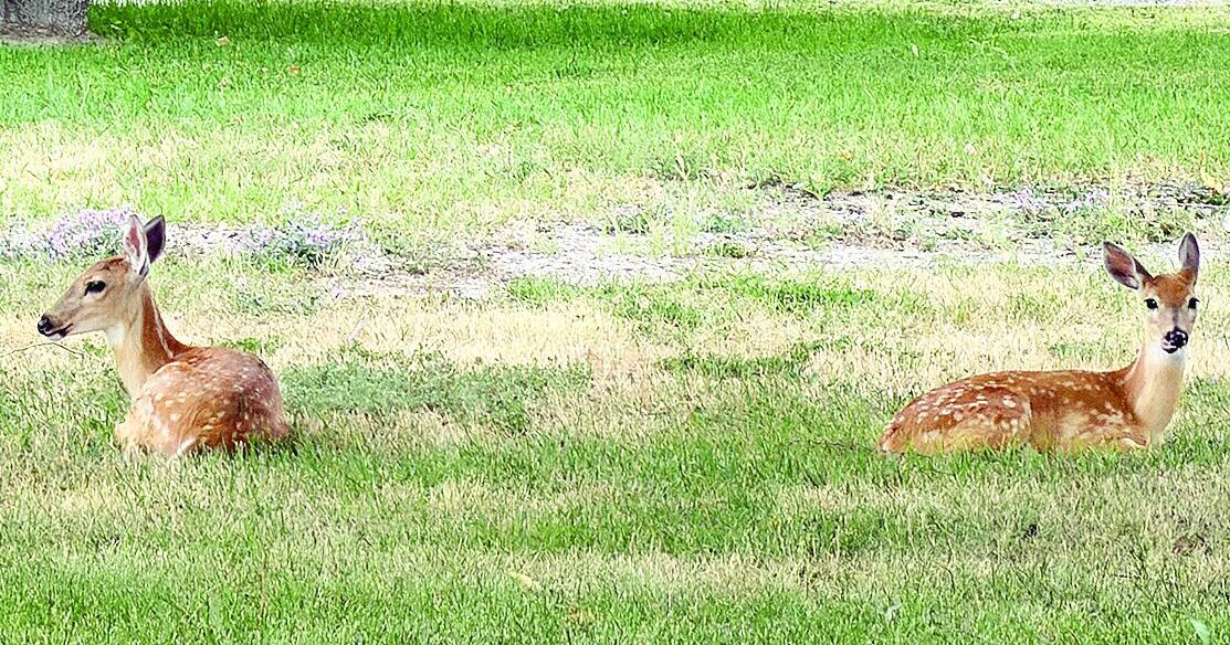 Fawns