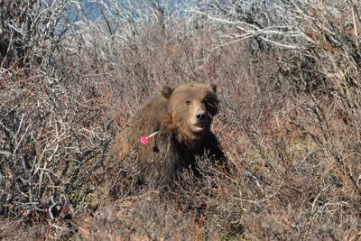 Rmf Grizzly Bears Keeping Fwp Busy News Choteauacantha Com