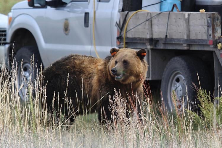 FWP receives reports of active grizzly bear, mountain lions