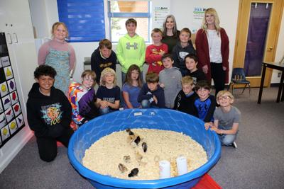 Baby chicks