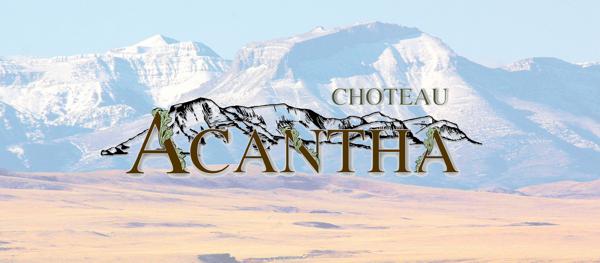www.choteauacantha.com