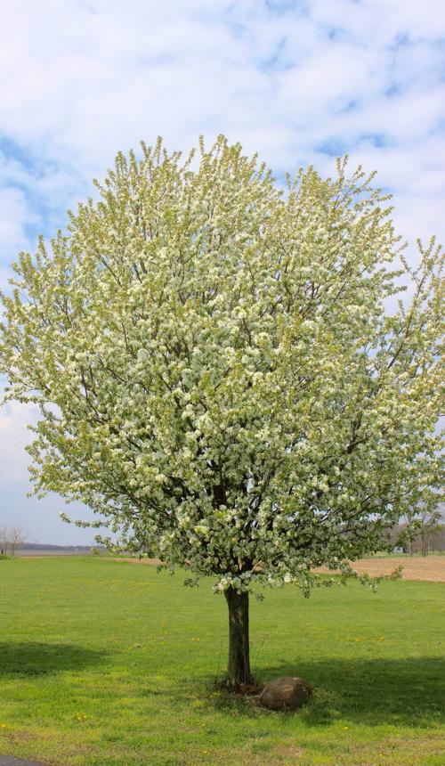 Blooming trees of spring!