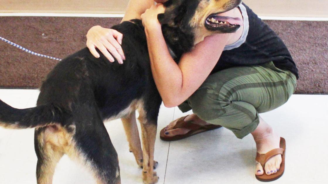 Homeward Bound: Dog reunited with owner after six years | News