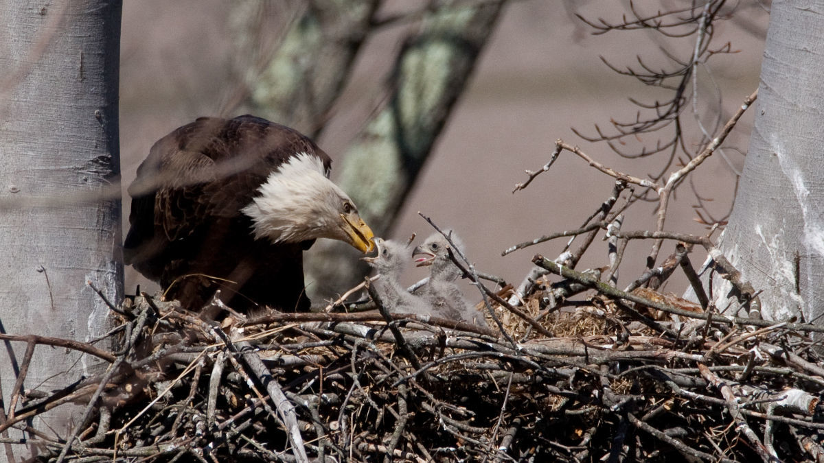 Citizen Scientist Census finds 707 bald eagle nests in Ohio | Community |  circlevilleherald.com