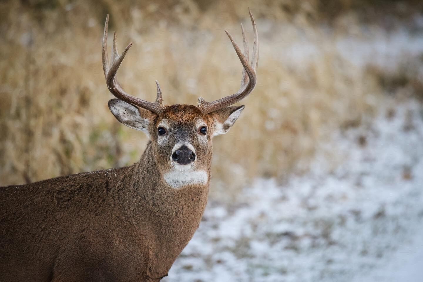 Ohio's Deer Gun Hunting Season Began Monday | Sports ...