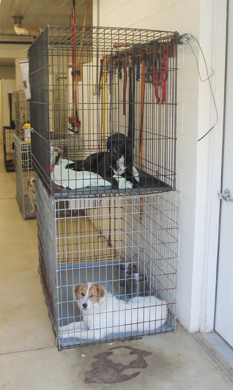 Dog shelter faces overcrowding | News | circlevilleherald.com