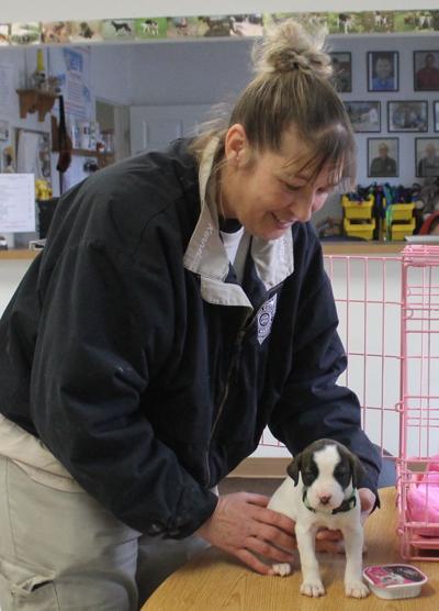 Dog Warden Reports On An Excellent Year News Circlevilleherald Com