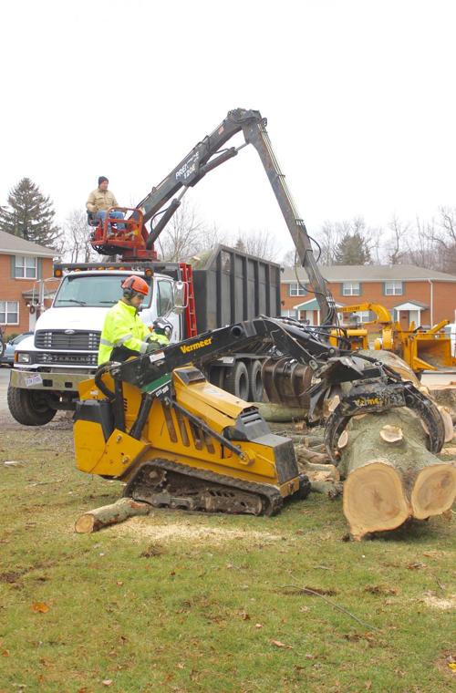 It’s a fine day to remove a tree