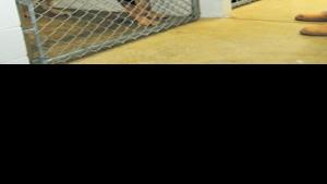 Organization Helps Meet Needs Of County Dog Shelter News