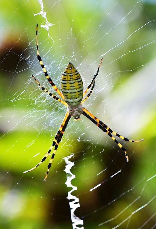 Spinning its web