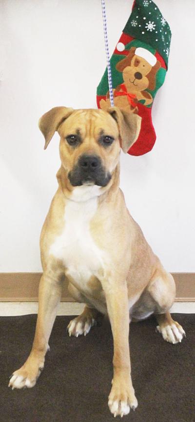 Dog Shelter Sees Lowest Euthanasia Rate Ever Spotlight