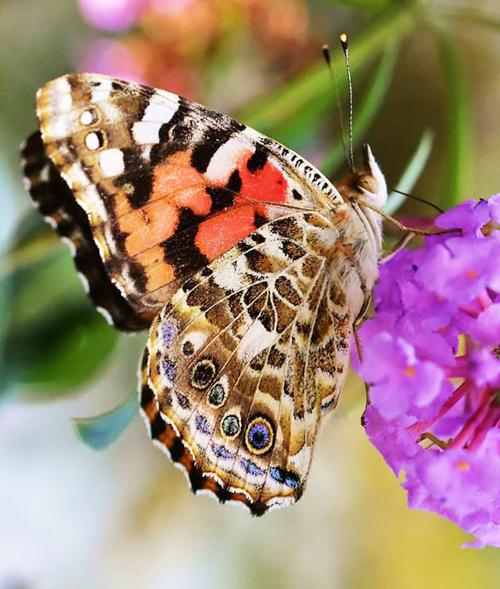 Butterflies are flowers that fly!