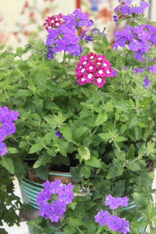 4-H flowers bloom