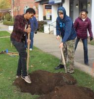 Downtown tree planting