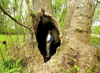 Ohio's Rarest Tree Sycamore is Ohio's biggest recorded tree | News | circlevilleherald.com