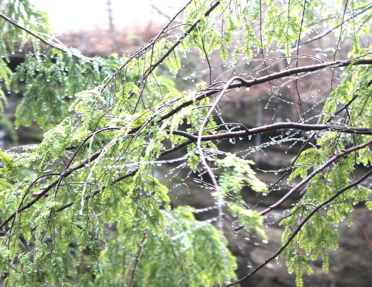 Winter Hike Attendees Weather The Rain News Circlevilleherald Com