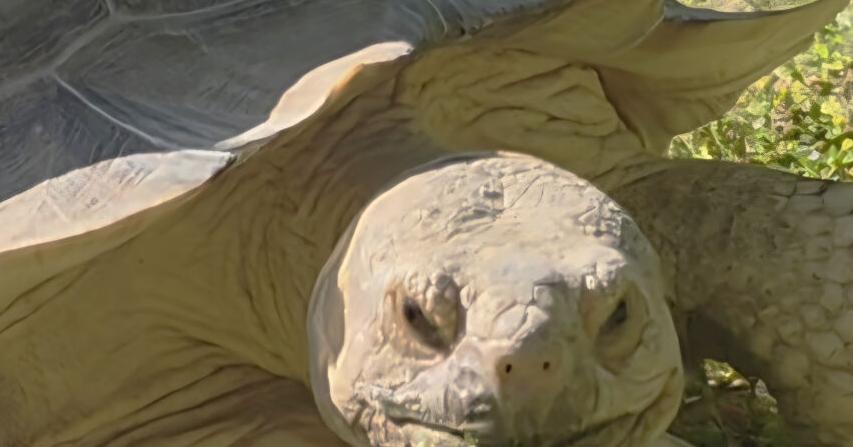 Where's Squirtle? $500 reward offered for lost tortoise